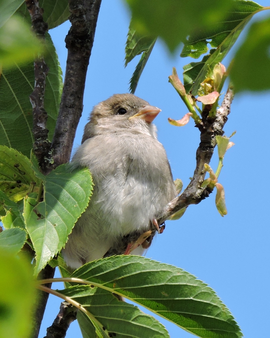 Rustmomentje - Vogels - Huismus