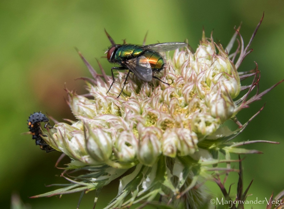 Samen - Geleedpotigen - vlieg