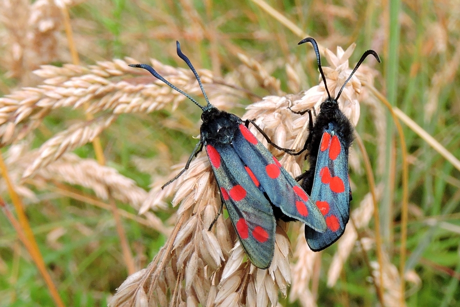 Samen ben je niet alleen - Geleedpotigen - Sint-Jansvlinder