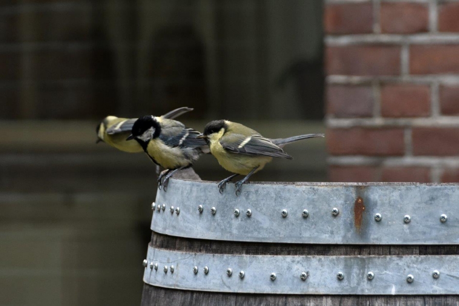 Samen, ja gezellig - Vogels - 