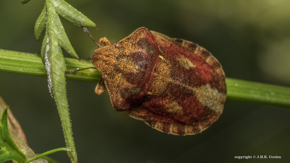 Schildpadpantserwants - Geleedpotigen - Schildpadpantserwants