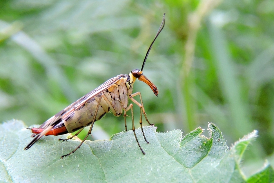 Schorpioenvlieg - Geleedpotigen - Gewone schorpioenvlieg