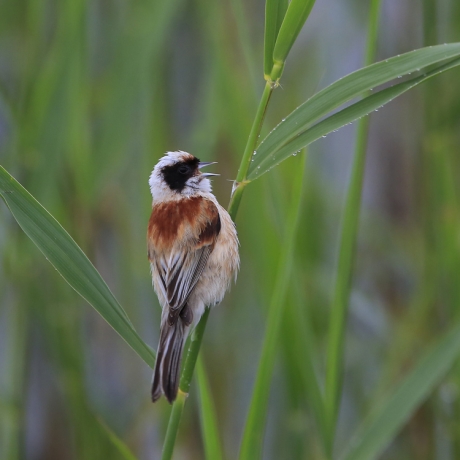 Singin' in the rain ...