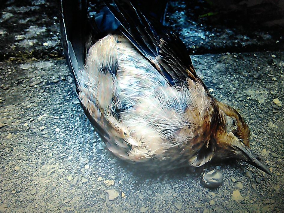 Slachtoffer van een teek? - Vogels - Merel en teek