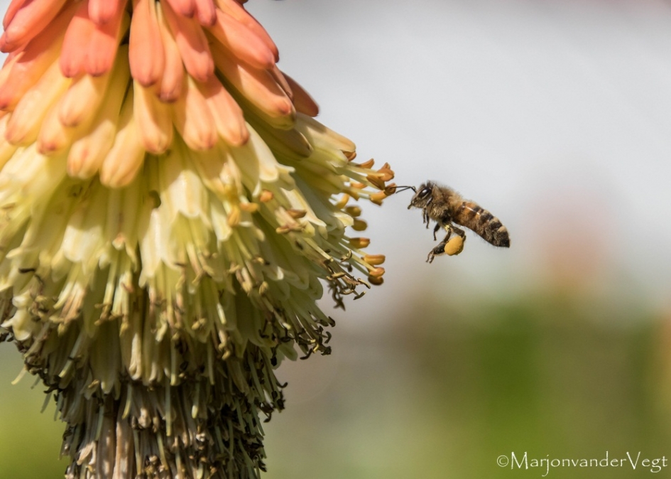 Snoeperd - Geleedpotigen - bij