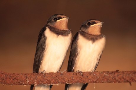 Soldaatjes van Oranje