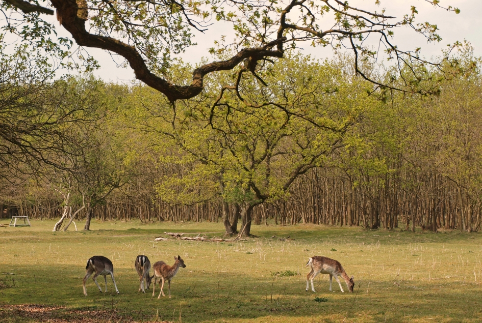 Spring is coming - Weer en landschap - 
