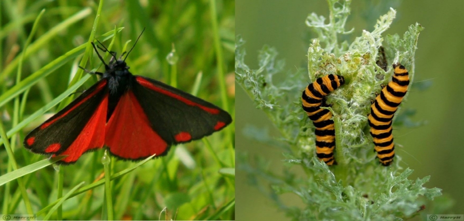 St.Jacobsvlinder - rupsen - Geleedpotigen - 