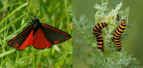 St.Jacobsvlinder - rupsen