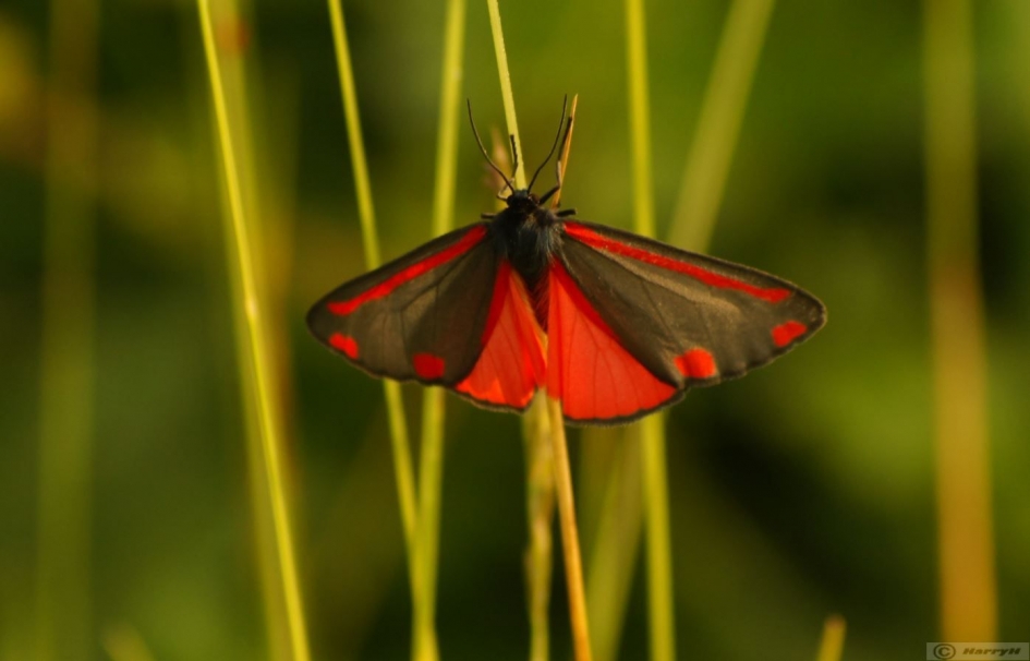 st.jacobsvlinder - Geleedpotigen - 