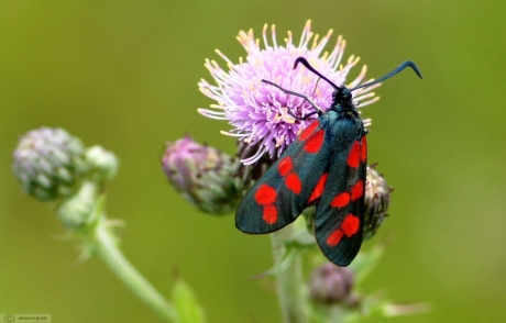 St.Jansvlinder op Distel