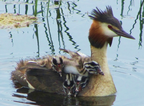 supermama fuut met 4 kuikens op haar rug
