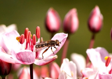 Swanenbloem met vlees