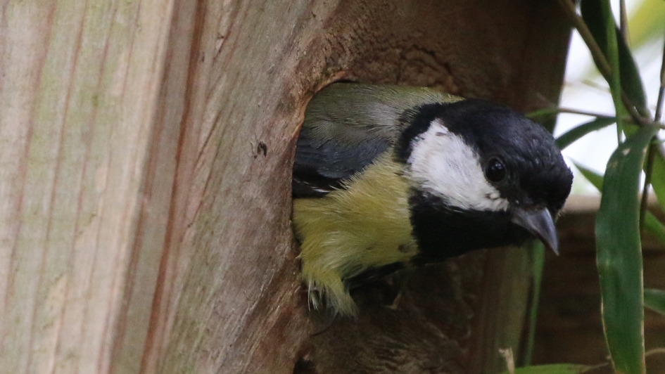 Tijdelijke uitbreiding aantal vaste bewoners - Vogels - Koolmees