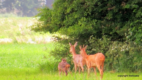 toen waren er nog drie