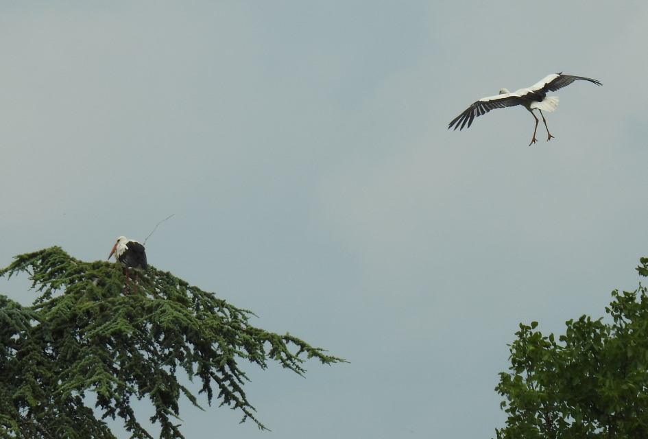 Toestemming om te landen - Vogels - 