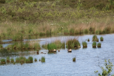 Treekermeertje met 2 Nijlganzen