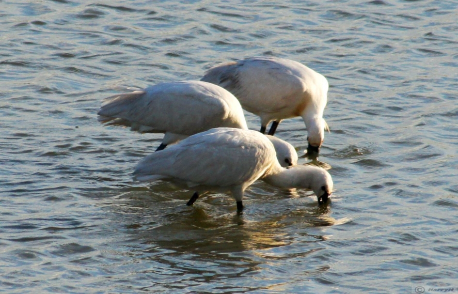 Trio vissende Lepelaars - Vogels - 