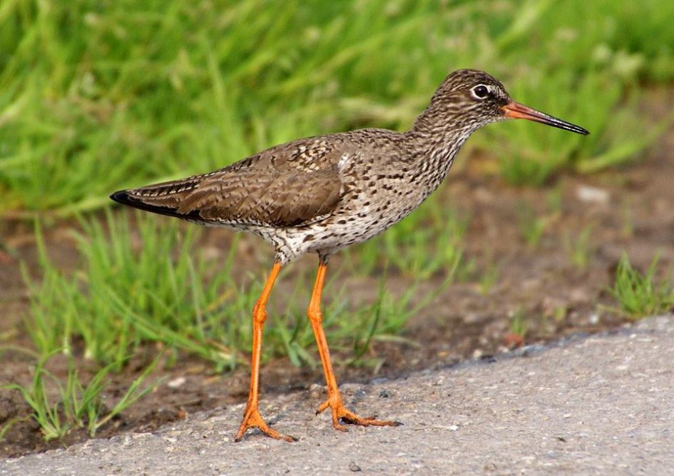 Tureluur - Vogels - Tureluur