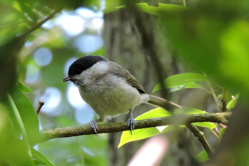 Tussen de bladeren - Vogels - Matkop