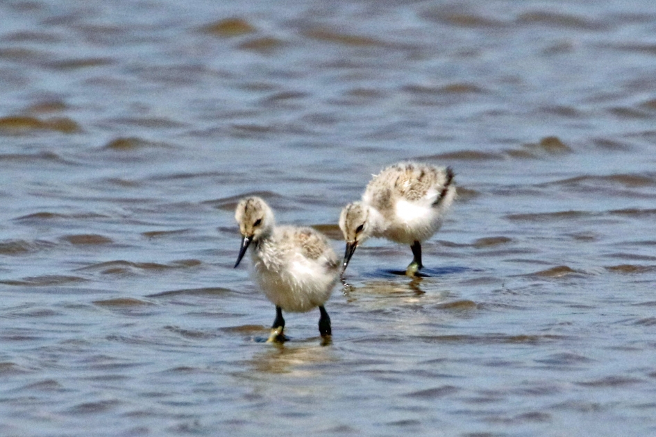 Twee kleine kluutjes - Vogels - 