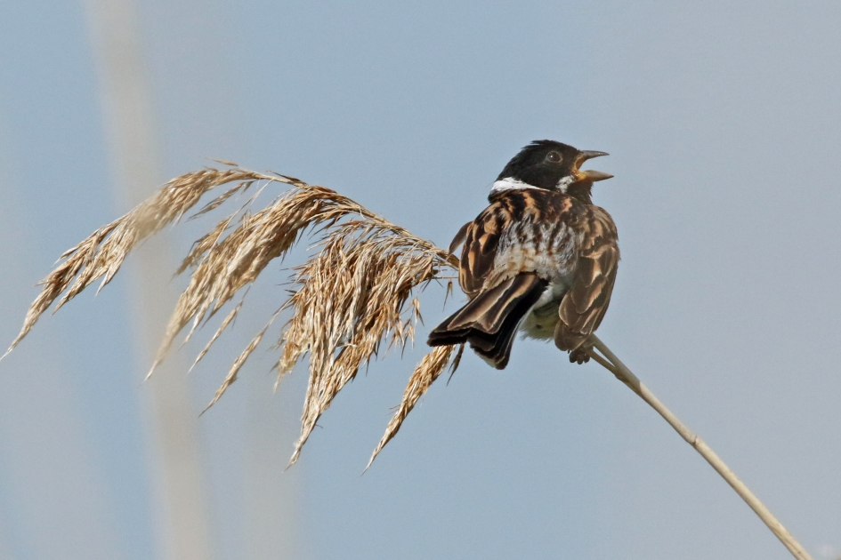 Uit volle borst! - Vogels - 