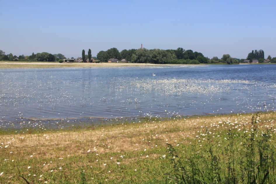 Uiterwaarden van de IJssel - Planten - Margrieten