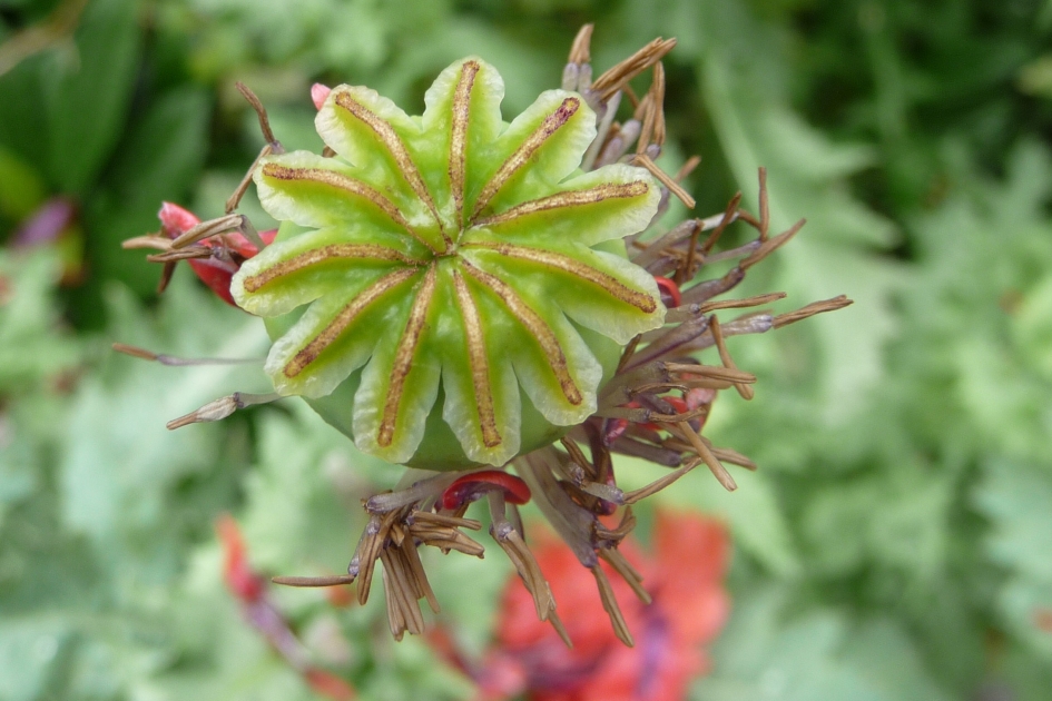 Uitgebloeide papaver - Planten - 