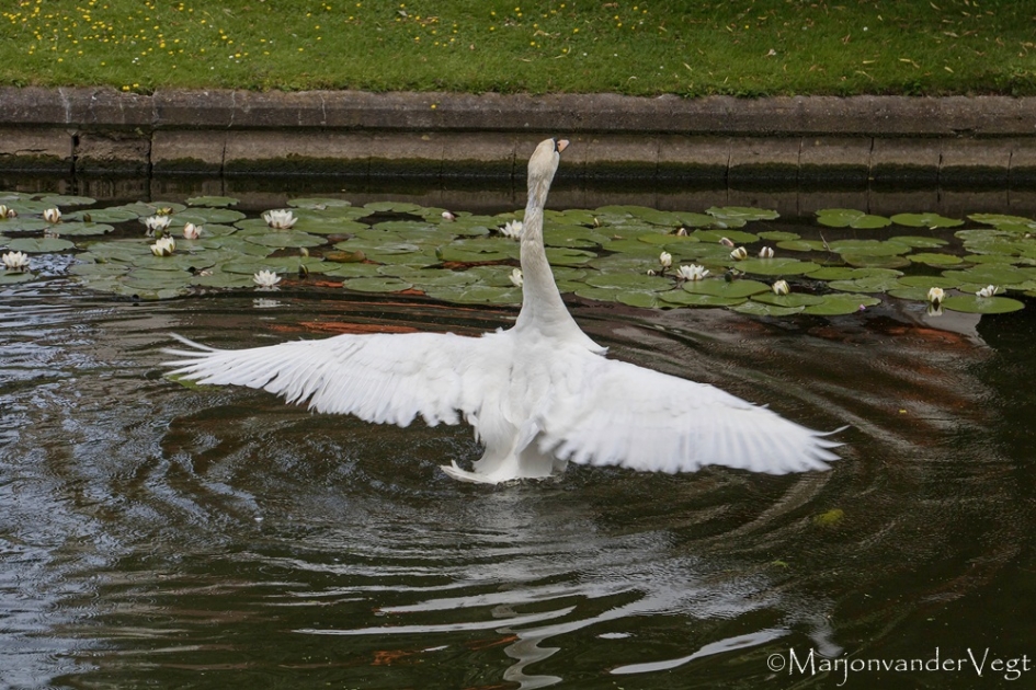 Uitgestrekt - Vogels - zwaan