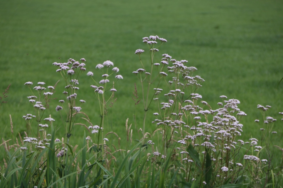 Valeriaan - Planten - 
