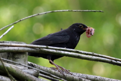 Vanavond pasta jongens!