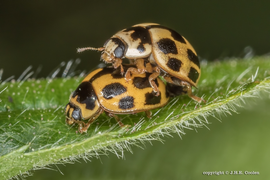 Veertienstippelige LHB - Geleedpotigen - Veertienstippelige LHB