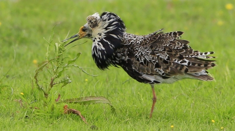 Vegetarische Kemphaan?