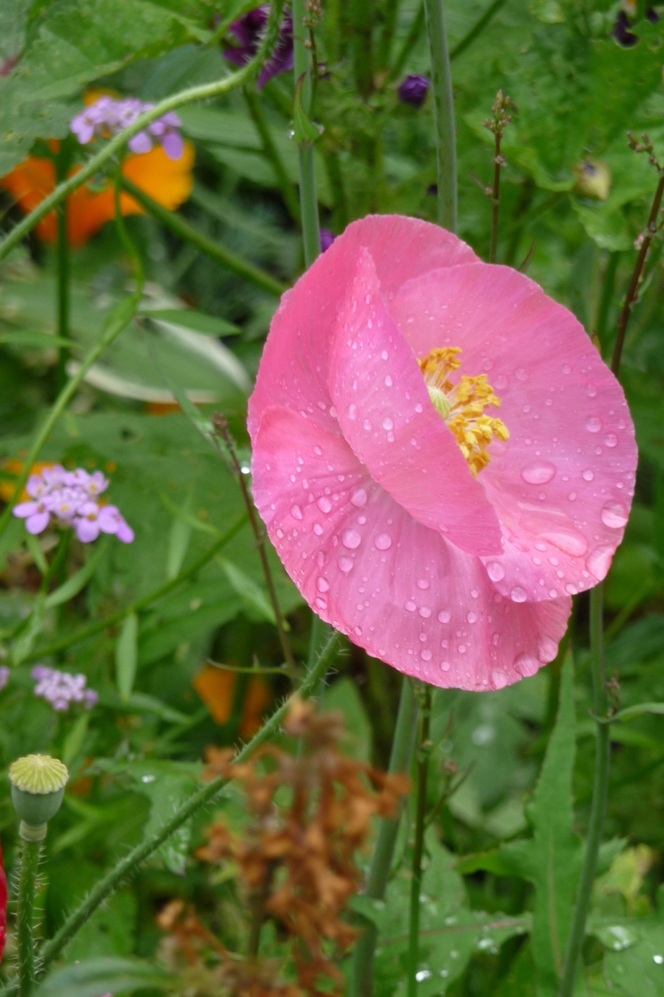 Veldbloemen - Planten - 