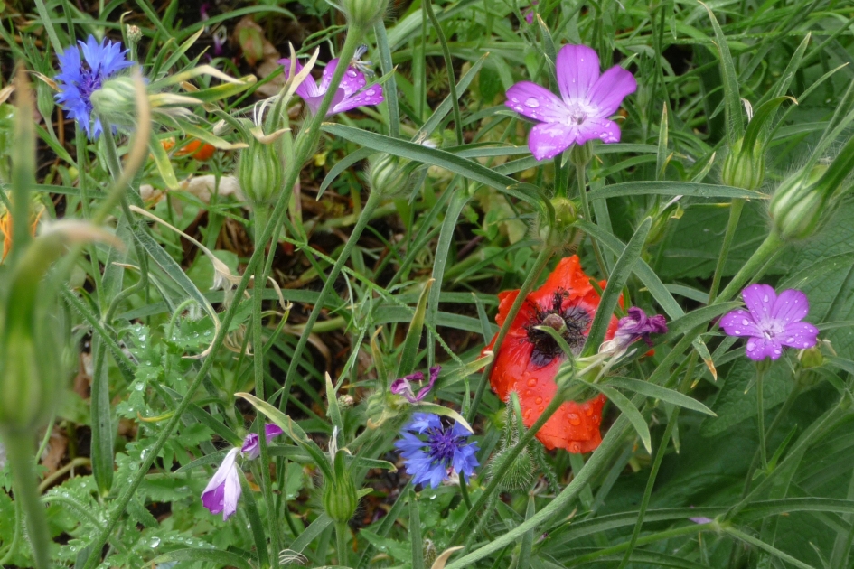 Veldbloemen - Planten - 