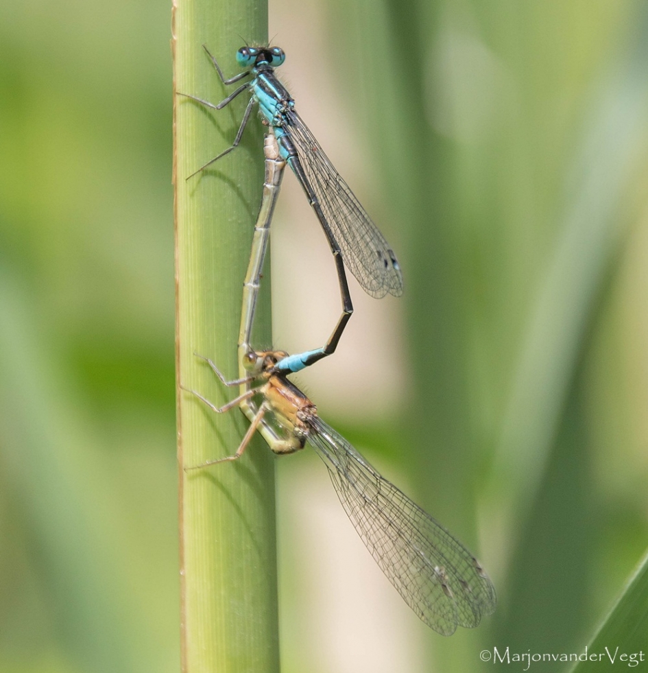 Verbonden - Geleedpotigen - waterjuffers