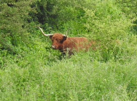 Verscholen in het bos