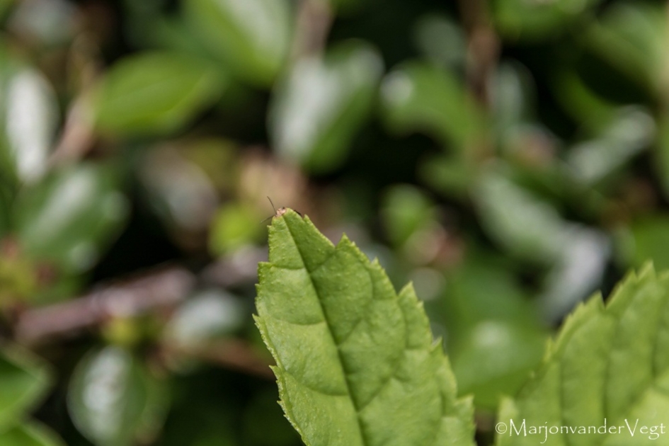 Verstoppertje - Geleedpotigen - kever