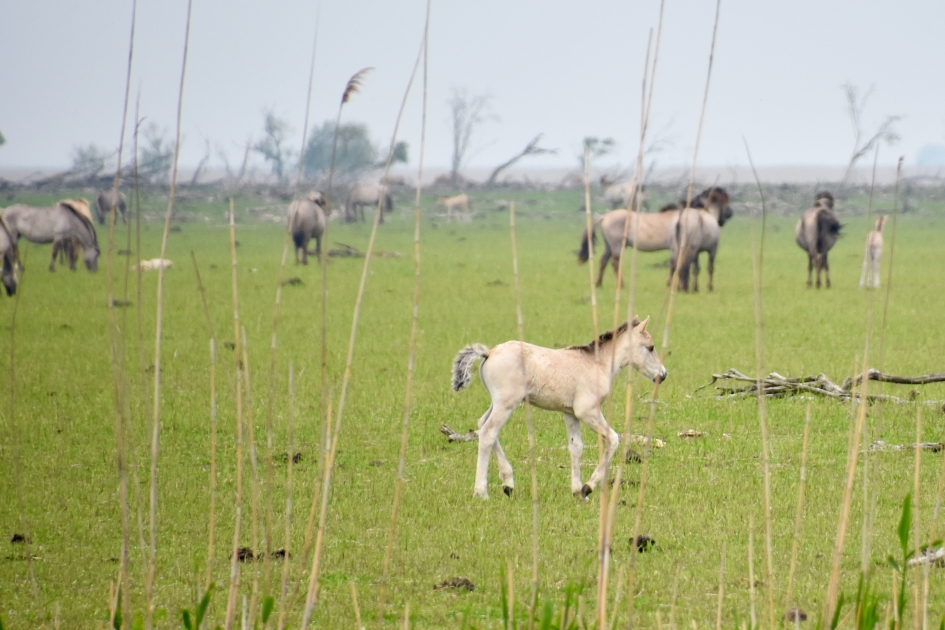 Veulen - Zoogdieren - 