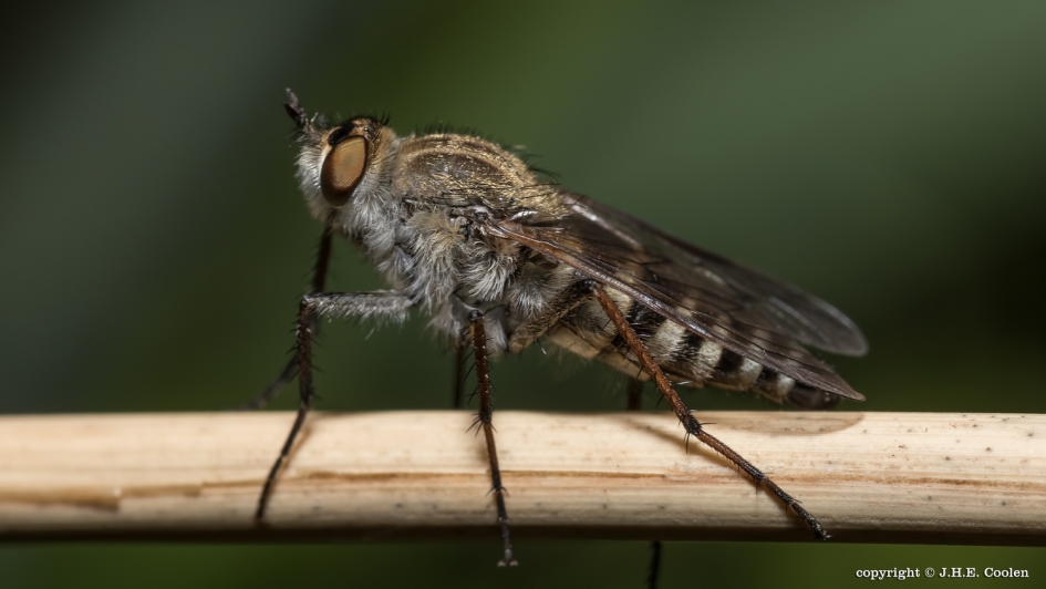 Viltvlieg - Geleedpotigen - Viltvlieg