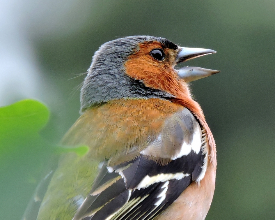 Vinkenslag - Vogels - Vink
