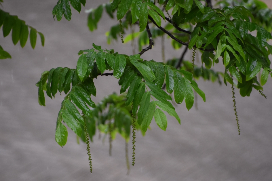 Vleugelnoot - Planten - Vleugelnoot