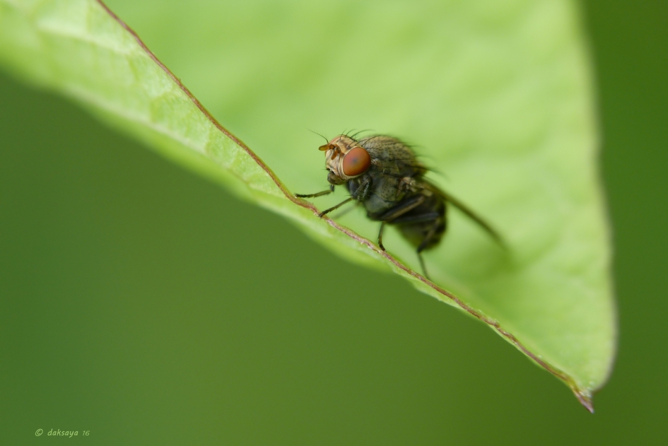 Vlieg - Geleedpotigen - 