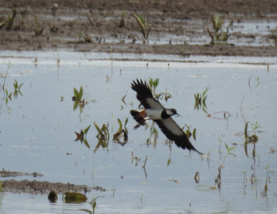 Vliegende kievit - Vogels - 