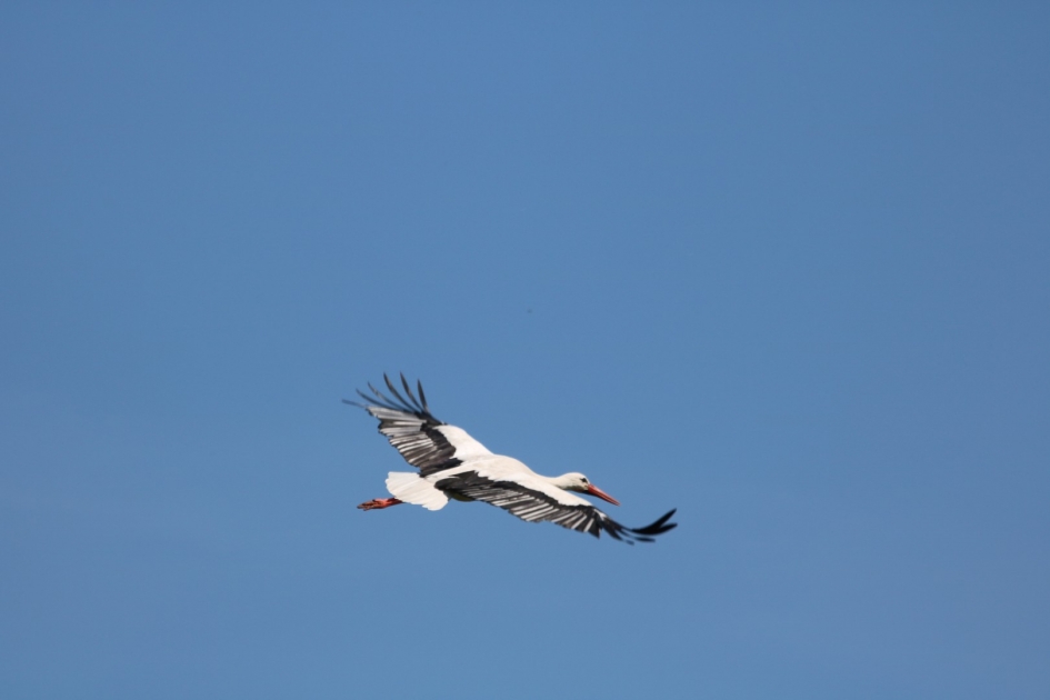 Vliegende ooievaar - Vogels - 