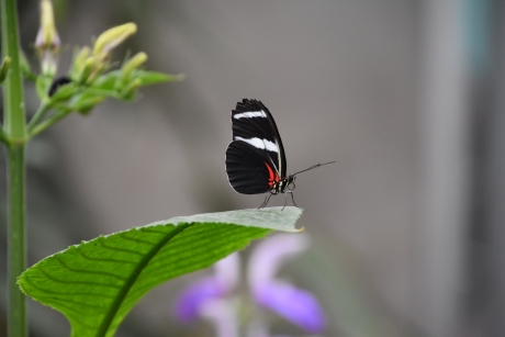 Heliconius cydno vlinder