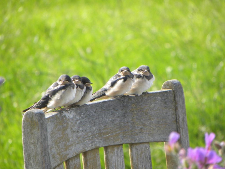 Voeden jonge boerenzwaluwen - Vogels - Boeren zwaluw
