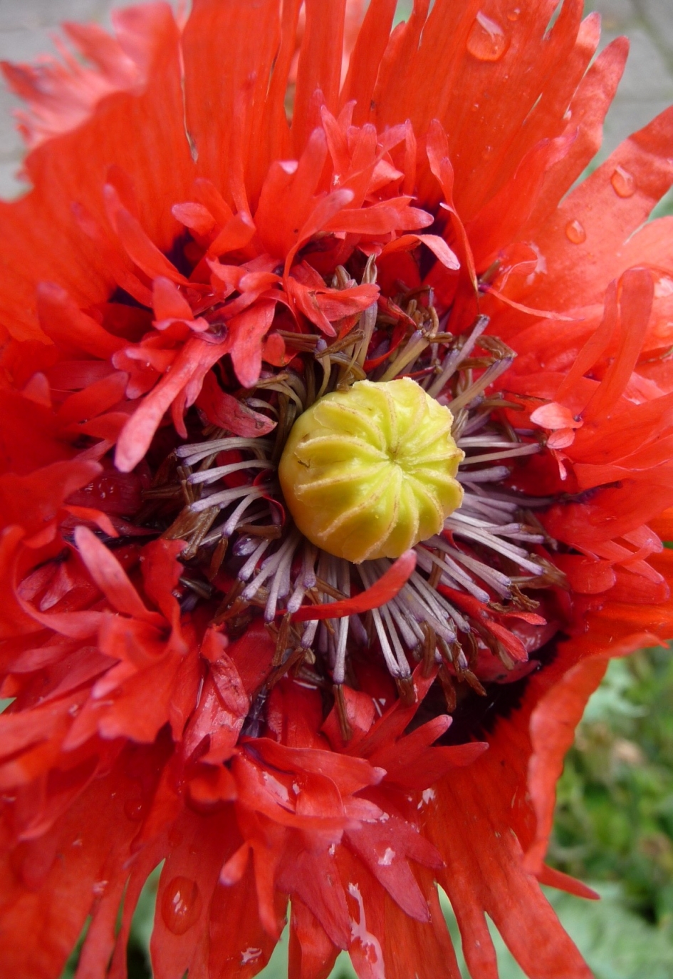 Volle bloei - Planten - Papaver