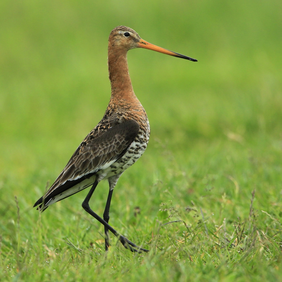 Vorstelijk - Vogels - Grutto