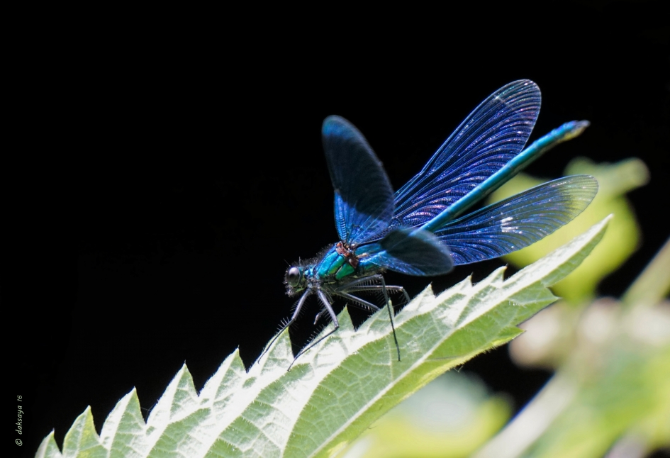 Wachten... - Geleedpotigen - Weidebeekjuffer